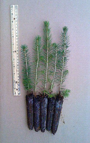 norway spruce seedlings in bulk